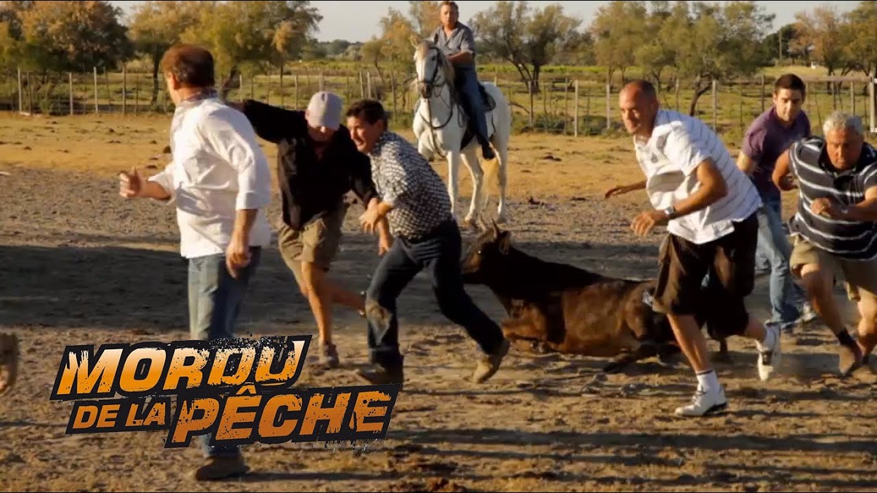 Comment éviter de se faire embrocher par un taureau - Mordu de la Pêche avec Cyril Chauquet