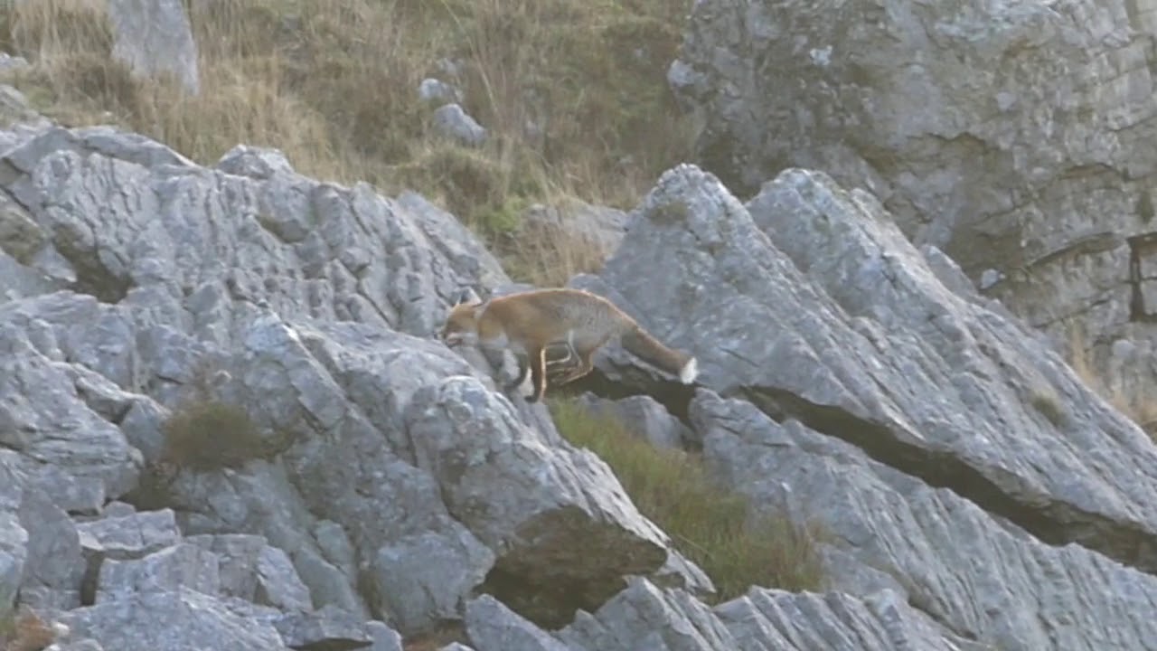 Hunting the rocks