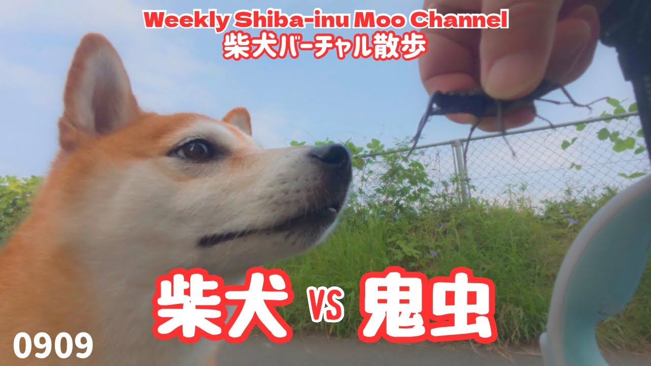 【柴犬】初めて出会ったクワガタに興味津々だったが秒でびびってしまった柴犬 #212