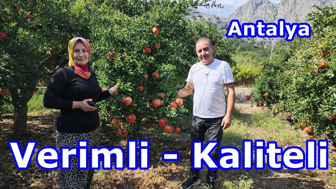 Yüksek Verimli Nar Ağacı için Tabandan Gübreleme - Ağaç Gübresi - Taban Gübresi
