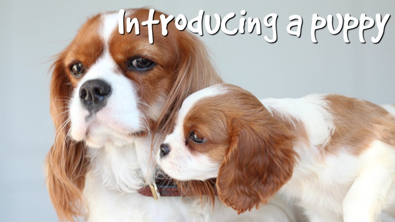 HOW TO INTRODUCE A PUPPY TO YOUR DOG | What it's like having two dogs