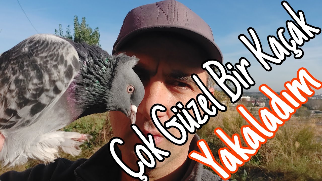 Çok Güzel Bir Kaçak Yakaladım. Avare Güvercin Videoları.