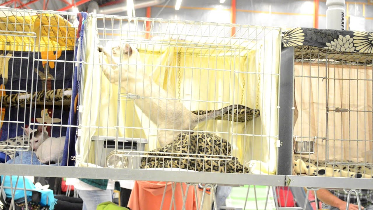 Siamese are bored on a catshow