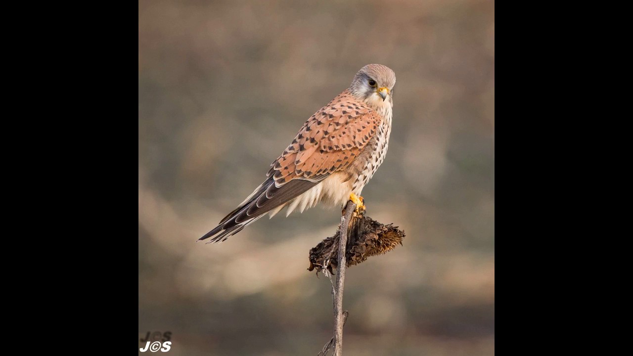 Het dierenleven in de Hurnse Kil  JS