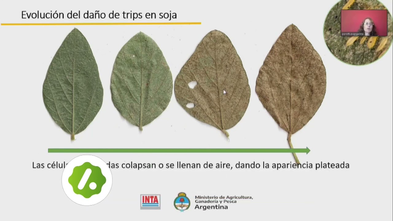 MANEJO DE PLAGAS Y ENFERMEDADES EN SOJA
