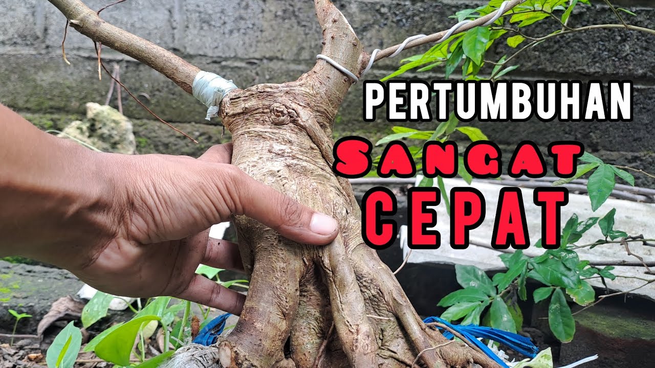Tips / cara tekuk batang bonsai yang sudah besar.