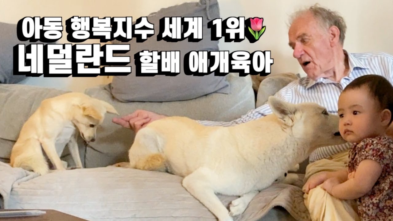 네덜란드 할아버지의 아기와 진돗개 육아 체험 현장 | 진돗개가족vlog
