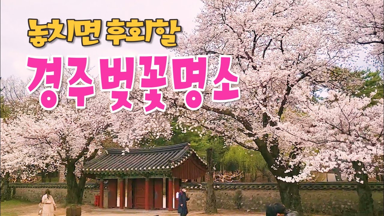 주말부터 전 지역이 온통 벚꽃천지, 개화시기 놓치지 마세요, 벚꽃의 성지 경주벚꽃축제, 경주벚꽃명소. 보문단지호수, 대릉원벚꽃, 경주야경명소 동궁과 월지