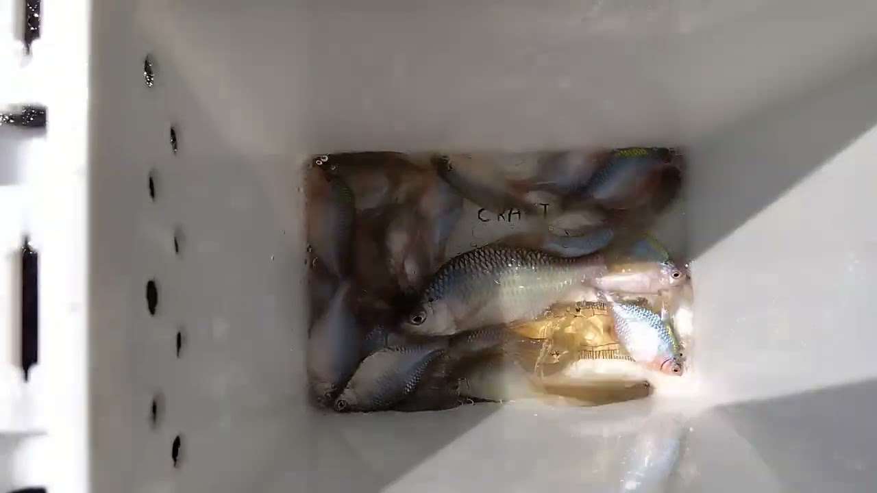 タナゴ釣り🐟2024/09/06/FR☀️釣果記録😲久しぶりに「カネヒラ」現れる👍