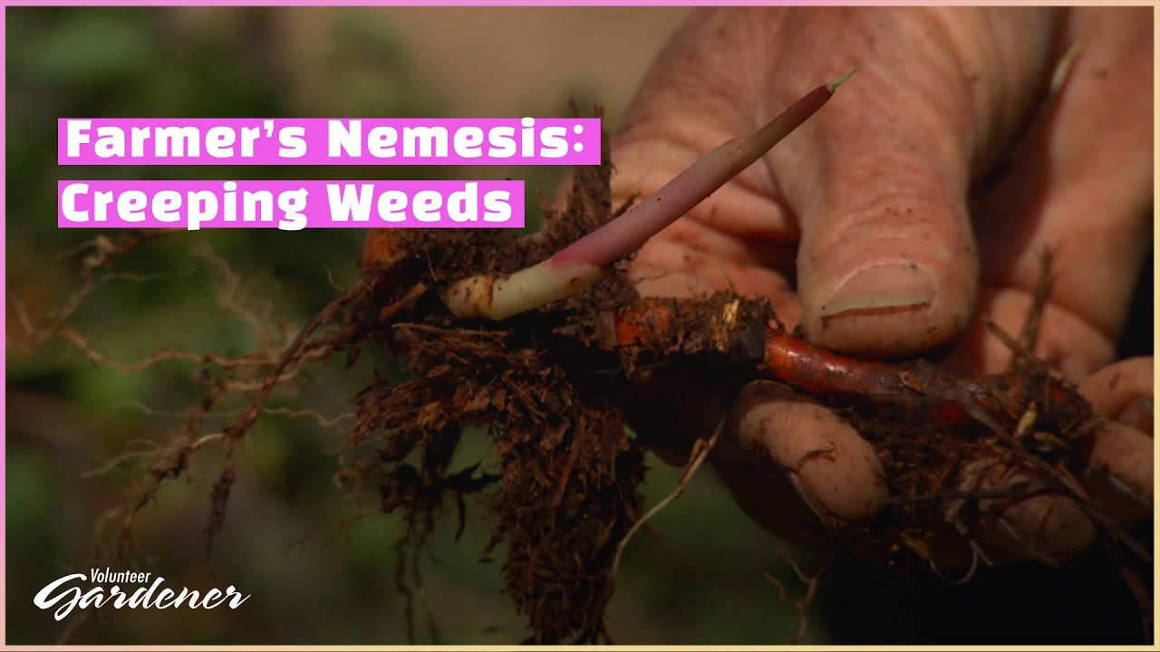 Creeping Weeds | Volunteer Gardener
