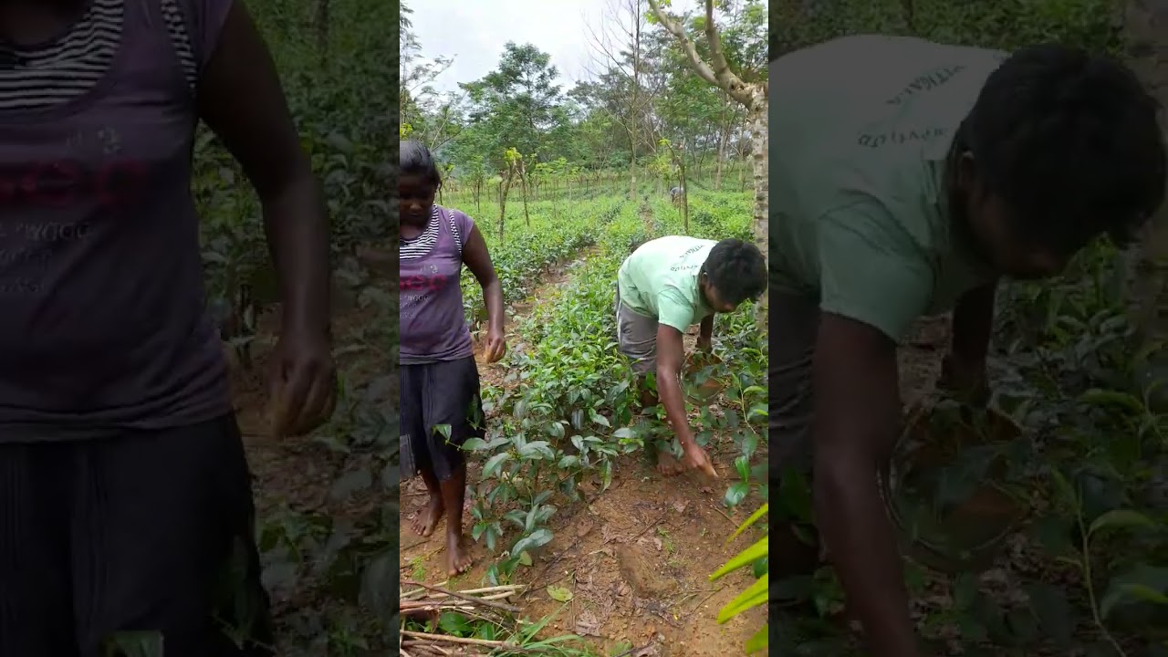 🌳🌳තේ වගාවෙ ප්‍රථම දළු නෙලීම..මට්ටම් කැපීමෙන් අනතුරුව..🌱🌱🌱🌱🌱🌱