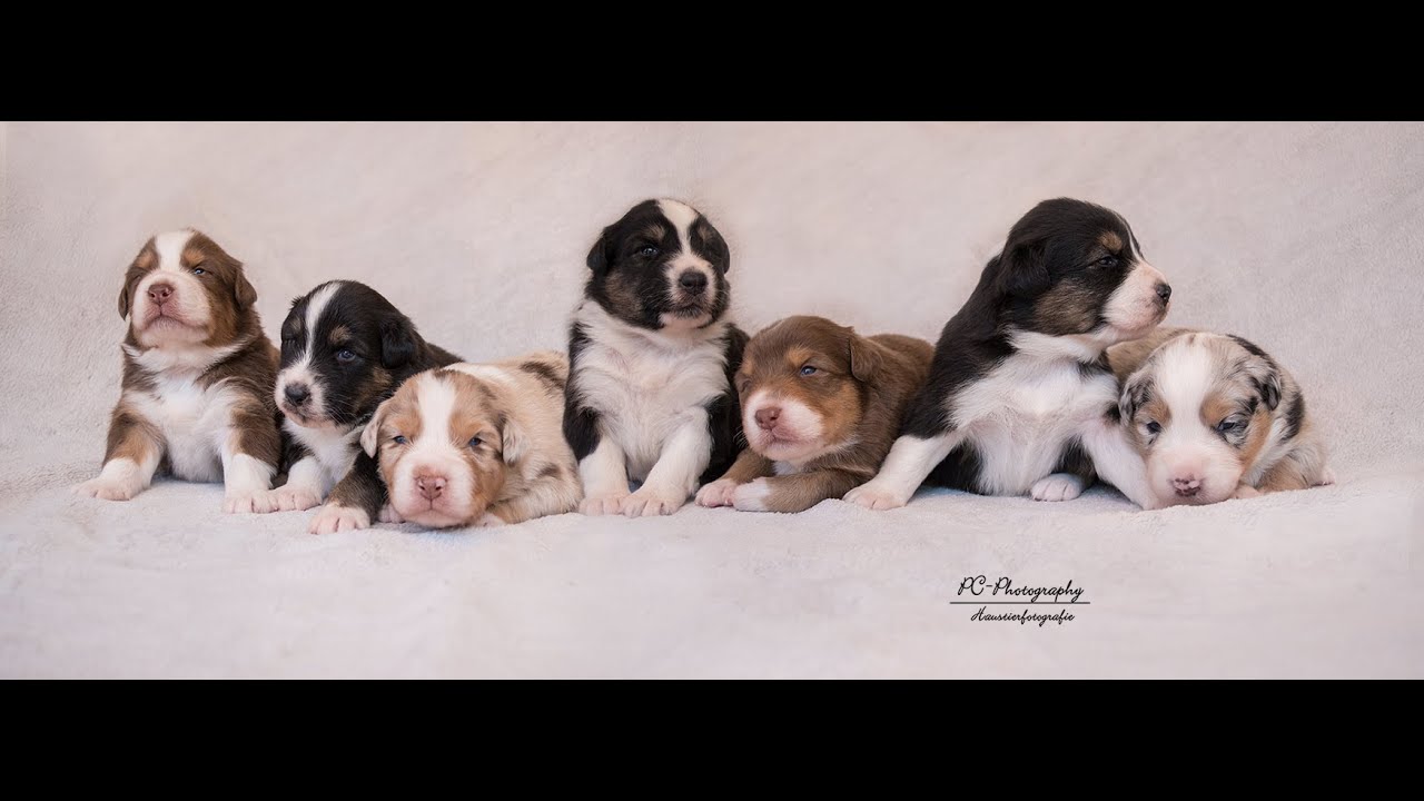 Australian Shepherd Puppies