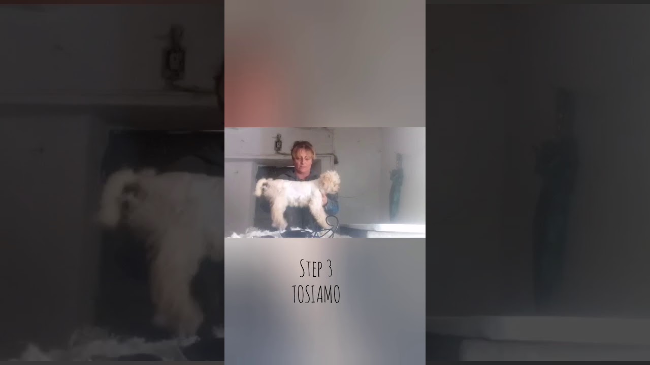 La Tolettatura del Lagotto Romagnolo