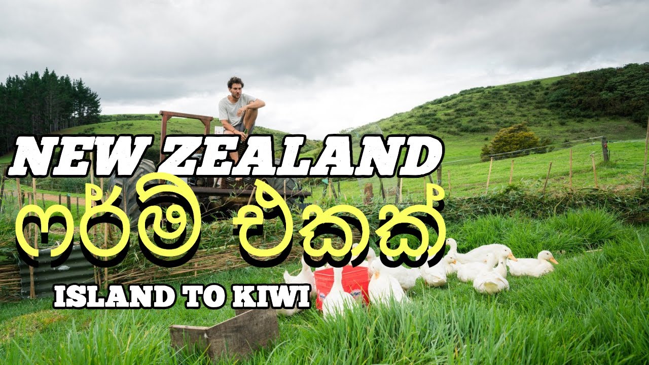 sri lankan travelling in new zealand@ෆර්ම් එකක් 🐷🐑🐄