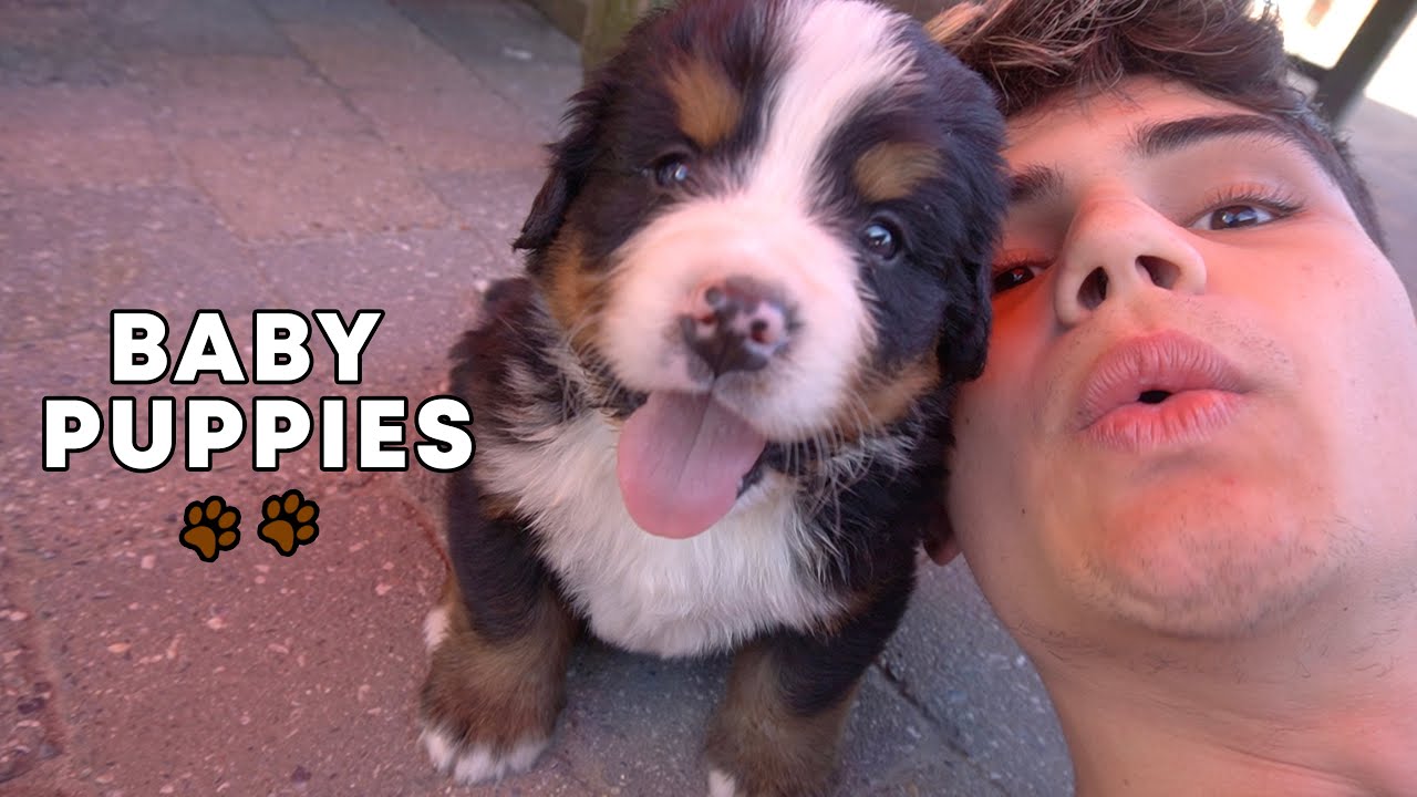 Baby Puppies - Berner Sennen Part 1