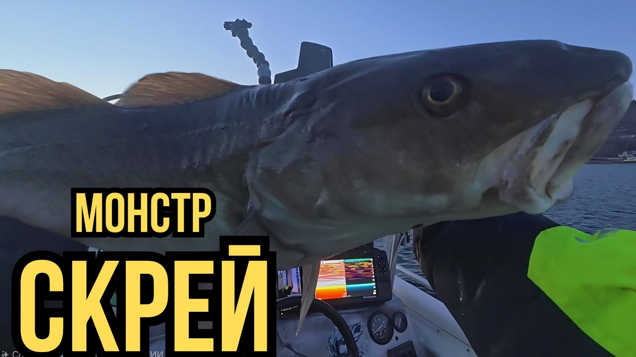 ТАКОГО СКРЕЯ Я НЕ ОЖИДАЛ | Рыбалка в Норвегии 2026. Skrei Fishing Norway 2026