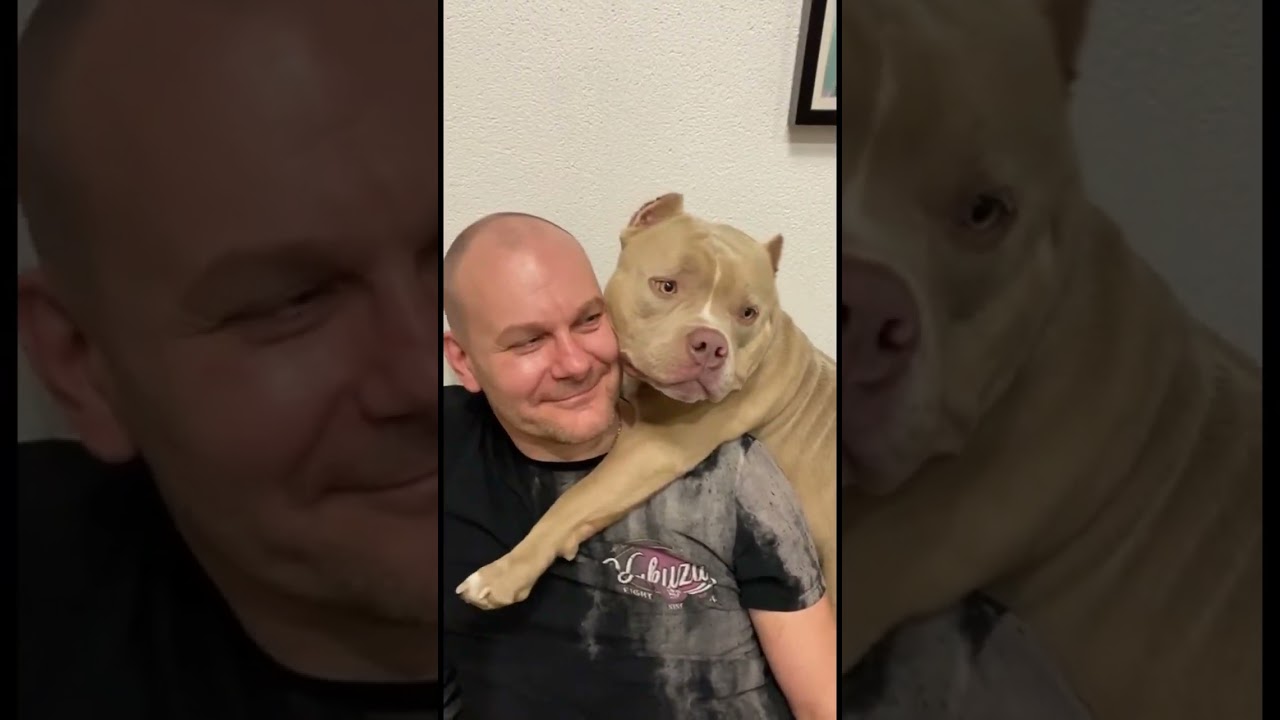 Американский булли Фриц, питомник Bully Company