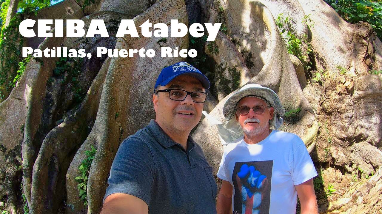 Gigantic Ceiba Tree in Patillas, Puerto Rico