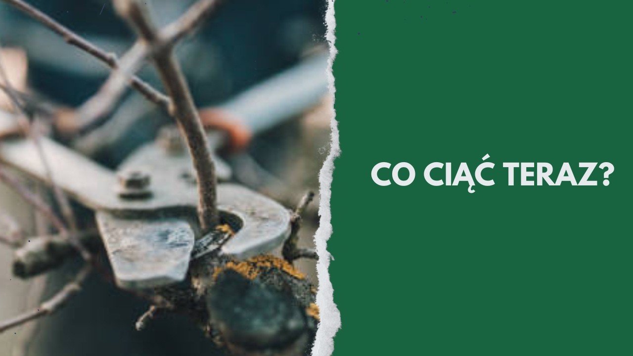 Przycinanie roślin pod koniec lutego - co ciąć, a czego ABSOLUTNIE nie ruszać?
