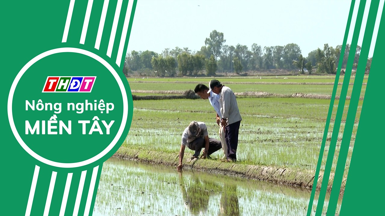 Đồng Tháp: Nông dân đẩy mạnh canh tác lúa giảm phát thải | Nông nghiệp Miền Tây