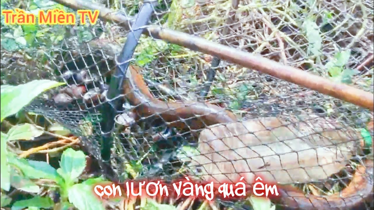 thăm lờ cá lóc ở Bạc Liêu trại một cặp rùa Cá bự hugo lươn khủng 
