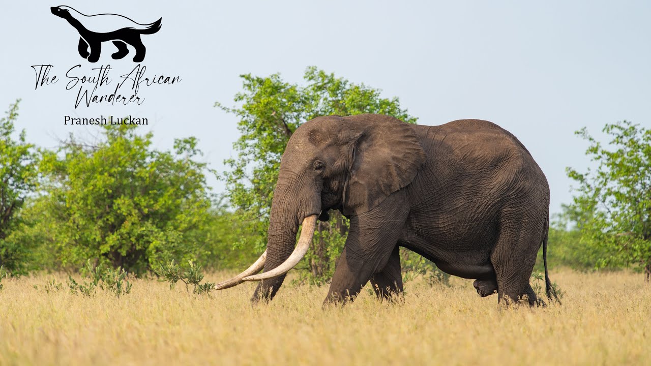 Kruger National Park Feb 2022: Sirheni Bushveld Camp to Shingwedzi - Toasted cheese & massive tusker