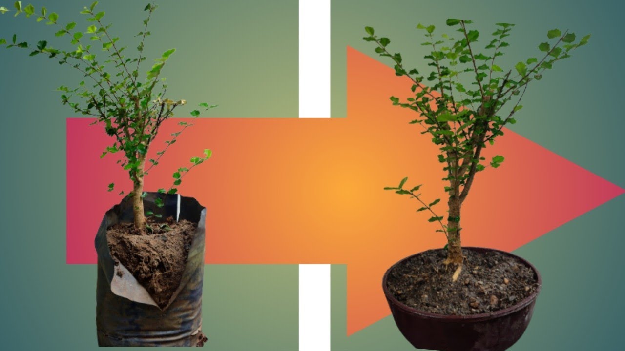 Changing pot .not bonsai pot.(Malpighia coccigera) #bonsai #bonsaitree