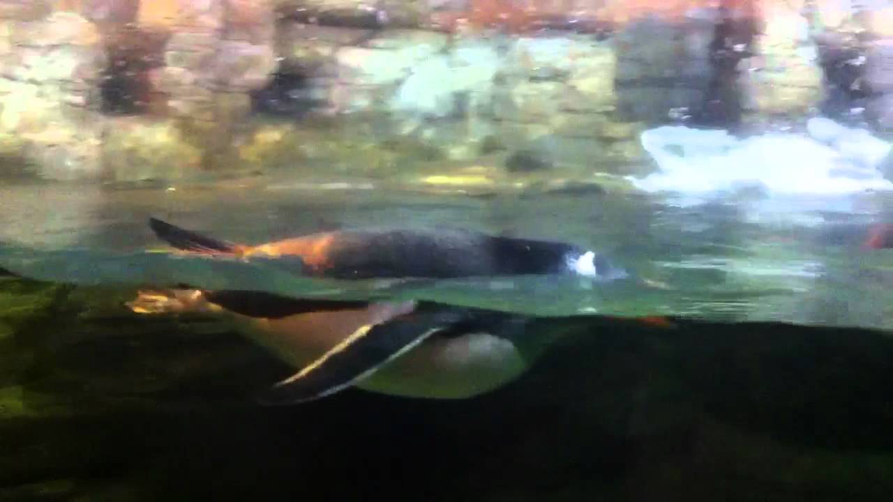 PINGÜINOS OCEANOGRAFIC VALENCIA