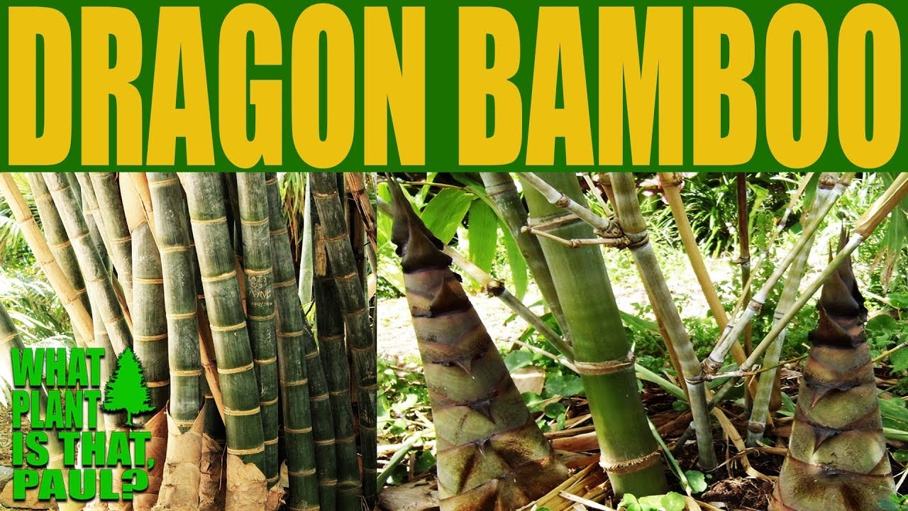 Драконий бамбук (Dendrocalamus giganteus) – один из самых высоких бамбуков в мире.