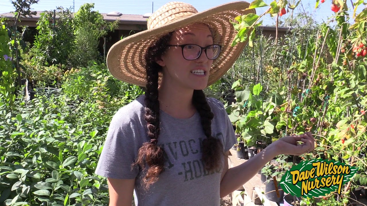 Laguna Hills Nursery Tour