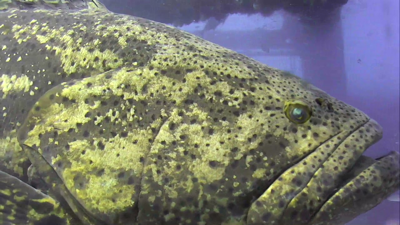 Big Golden Grouper fly-by!