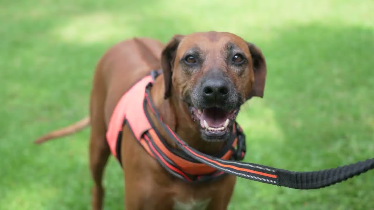 M-Pets Running Set & Hiking Range