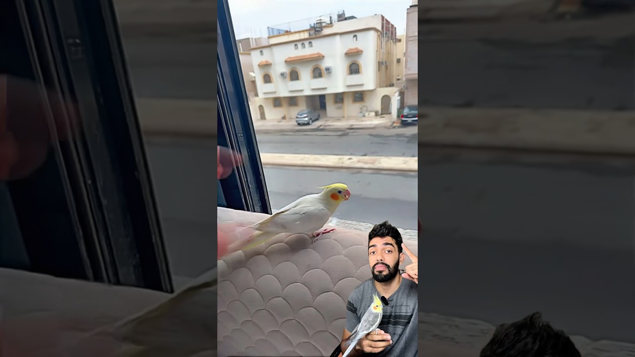 A calopsita quase bateu no carro #calopsitas