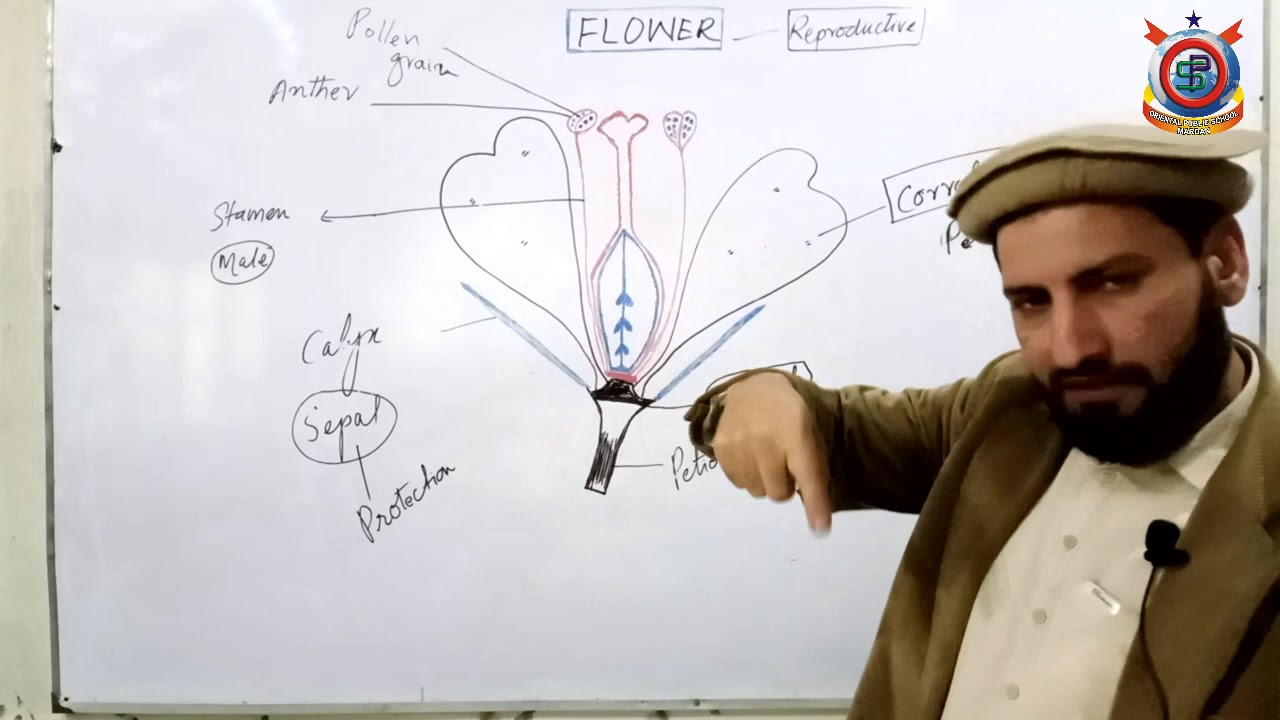 Class 10th Bio Lecture 37  Topic Structure of Flower