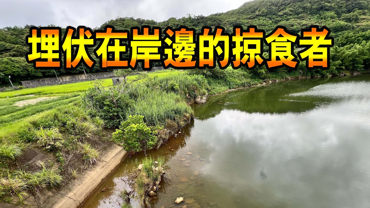 埋伏在岸邊的掠食者