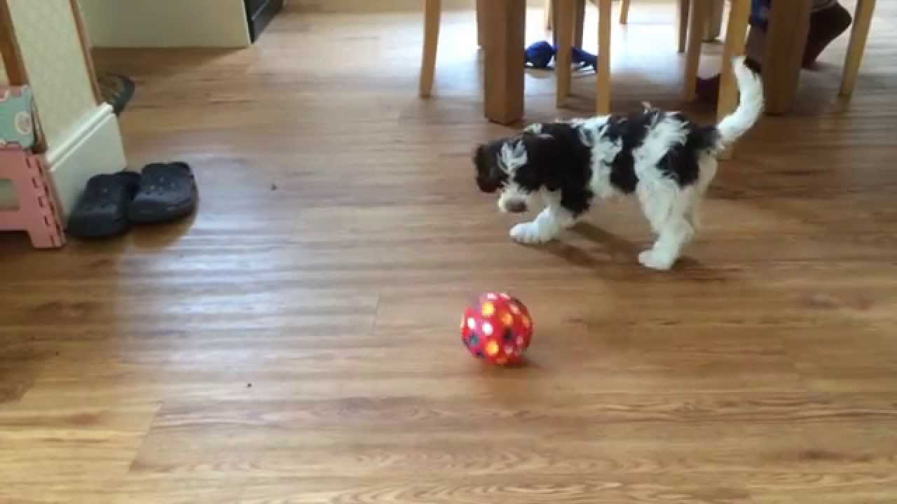 Say Hello To Barney - A Cockapoo Puppy