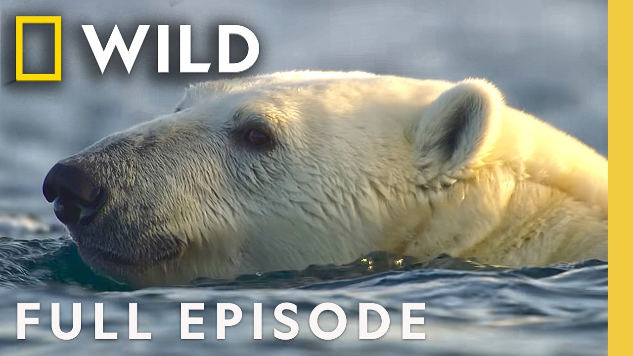 Polar Bear Survival (Full Episode) | OceanXplorers | Nat Geo Animals