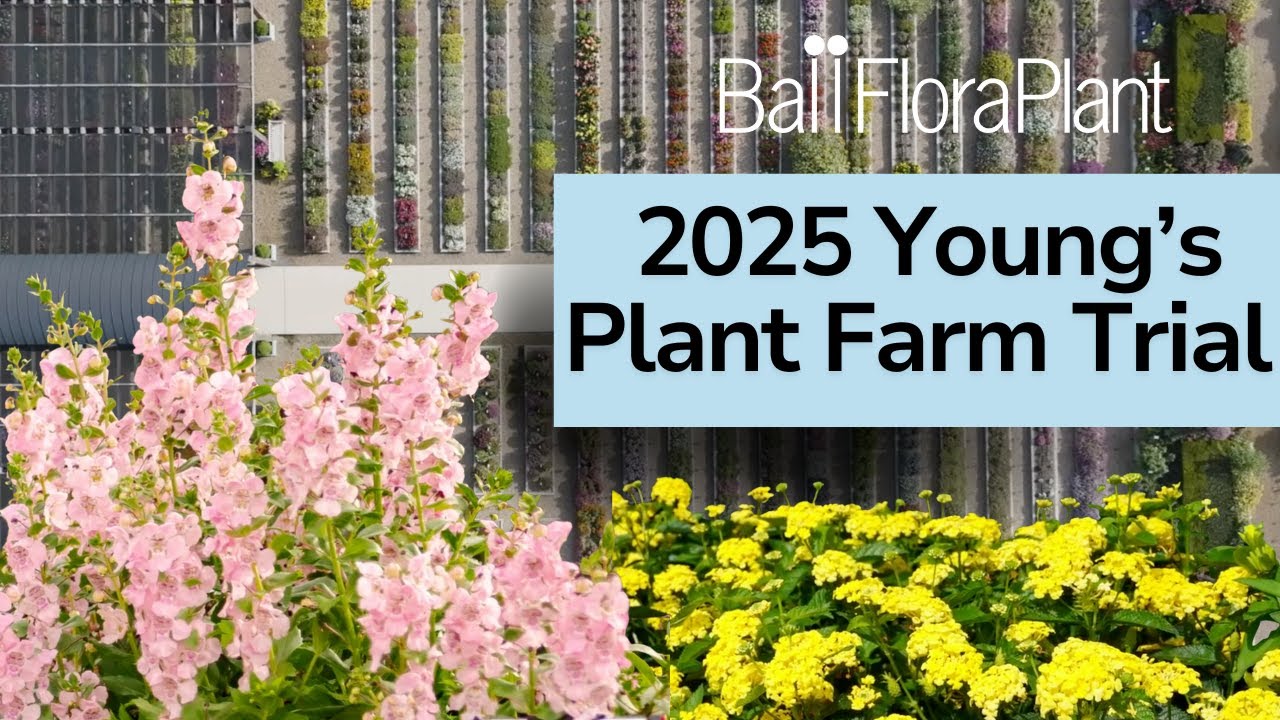 See What’s New at Young’s Plant Farm | Ball FloraPlant Trial Tour 2025 |