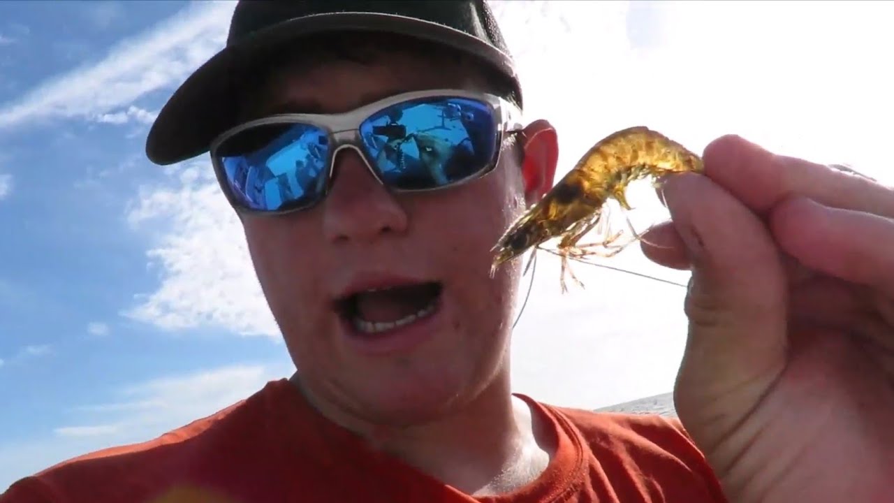 Shrimp Catch And Cook (Crazy Find!!!)