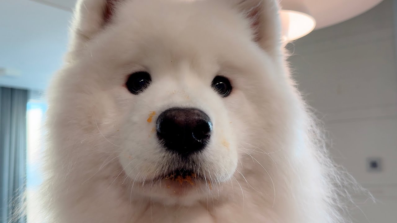 Made kimchi for my dog and she can't stop eating!