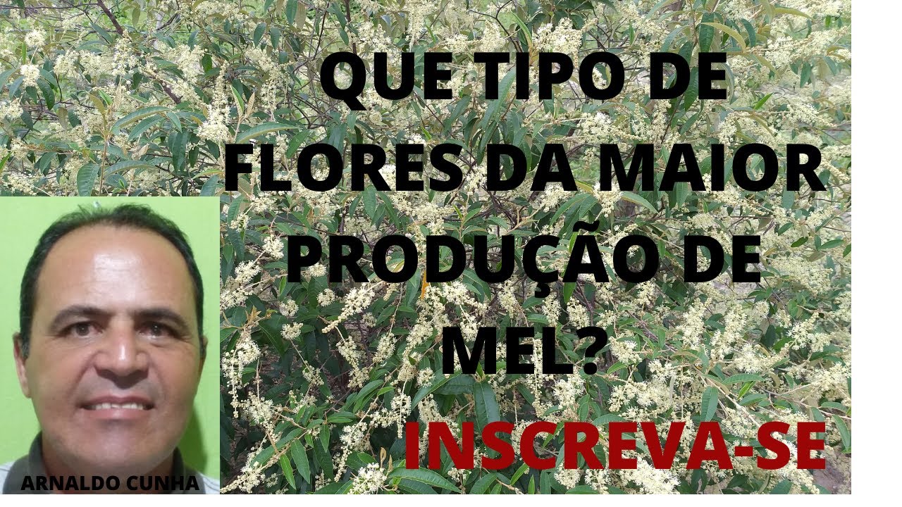 QUE TIPO DE FLORES DA MAIOR PRODUÇÃO DE MEL?