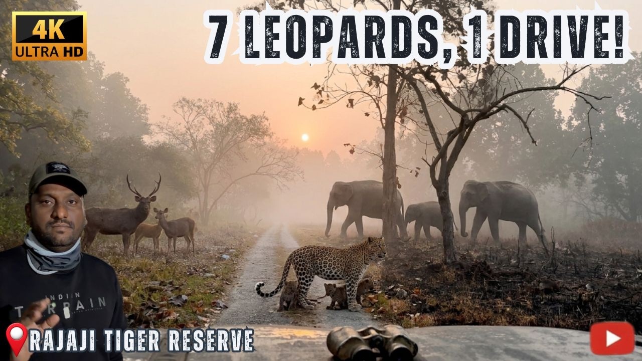 🐆 ஒரே Safari-ல் 7 Leopards! | Rajaji Tiger Reserve Chilla Gate
