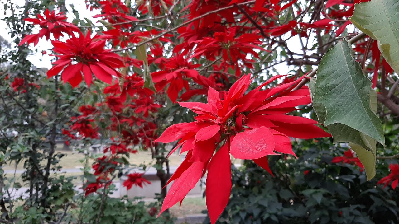 Cuidados de la Flor de Pascua / Poinsettia / Euphorbia pulcherrima / Estrella federal / flor Navidad