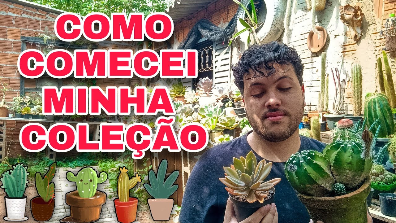 Como comecei minha coleção de suculentas e cactos