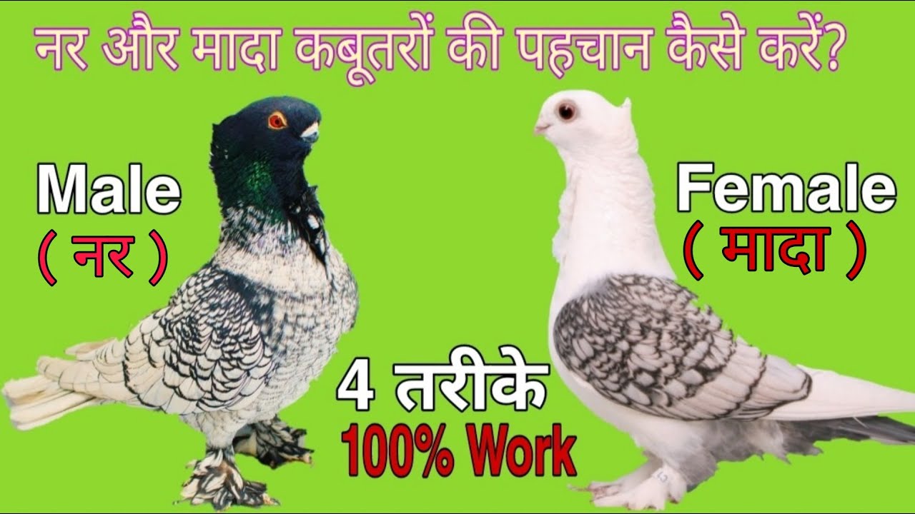 नर और मादा कबूतरो की पहचान कैसे करे। How to identify male and female.