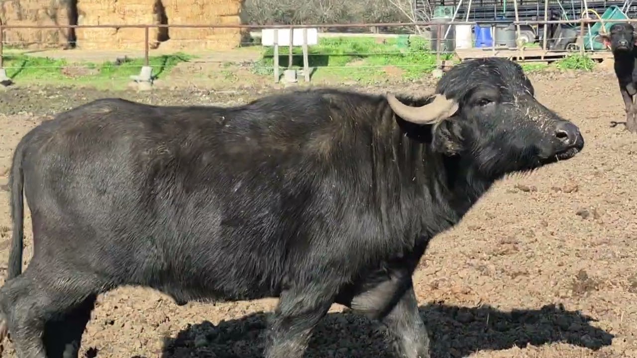 Kao's Cattles LLC 