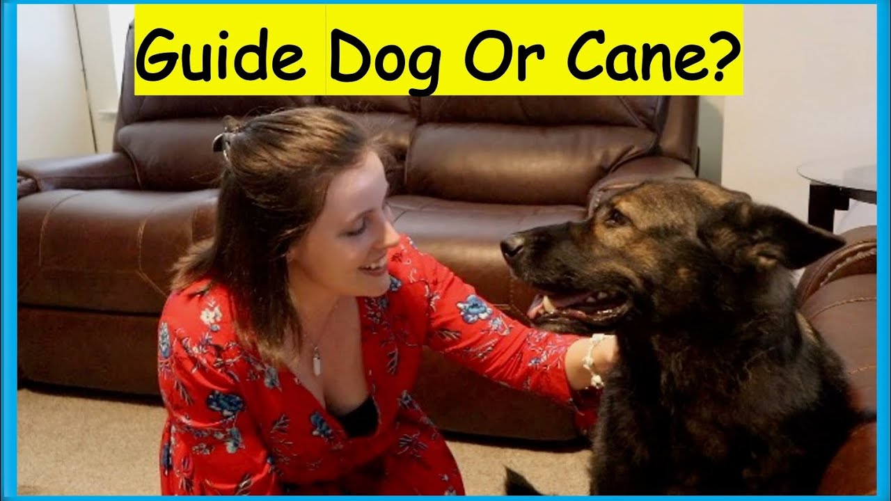 5 Reasons Blind People Should Get a Guide Dog