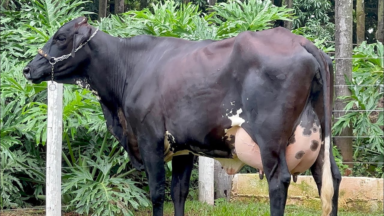 Lote 18 | 10&ordm; LEIL&Atilde;O VIRTUAL JAVA PECU&Aacute;RIA - 25/02/2023 (DOMINGO) 17H