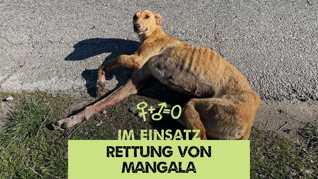 Im Einsatz 143 - Die Rettung von Mangala