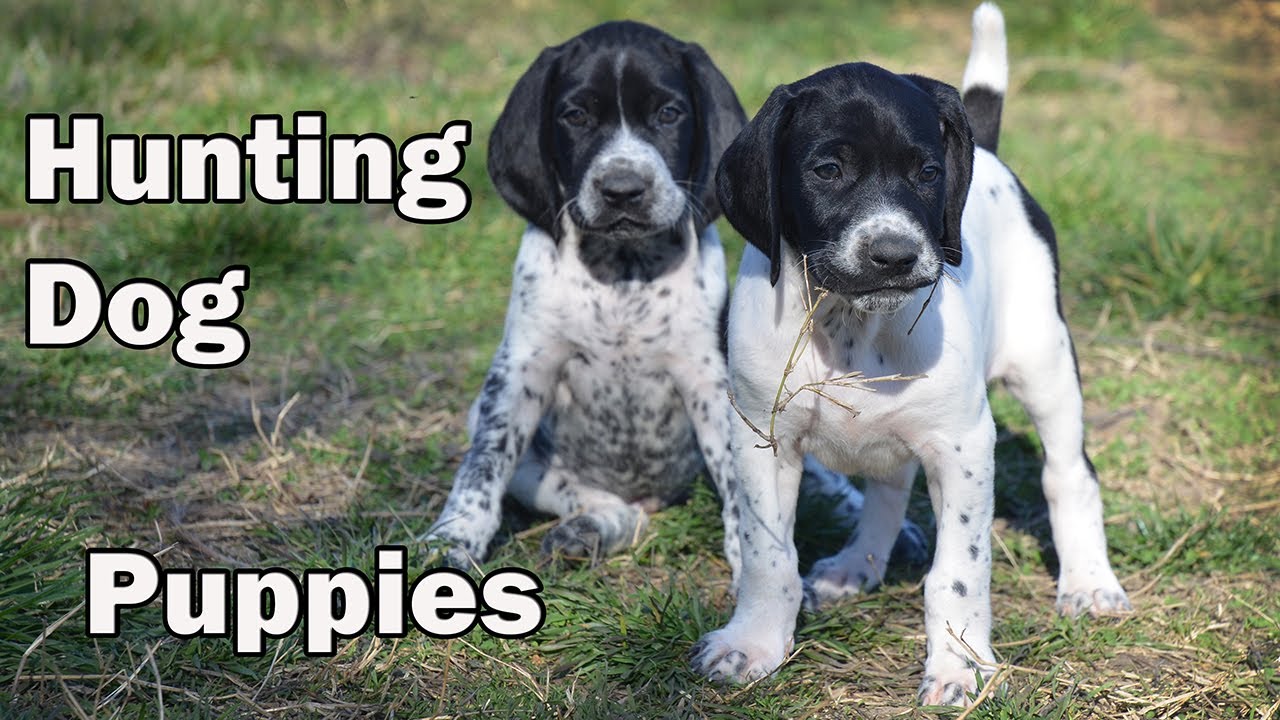 HUNTING DOG PUPPIES - Donau-Wirbeln 